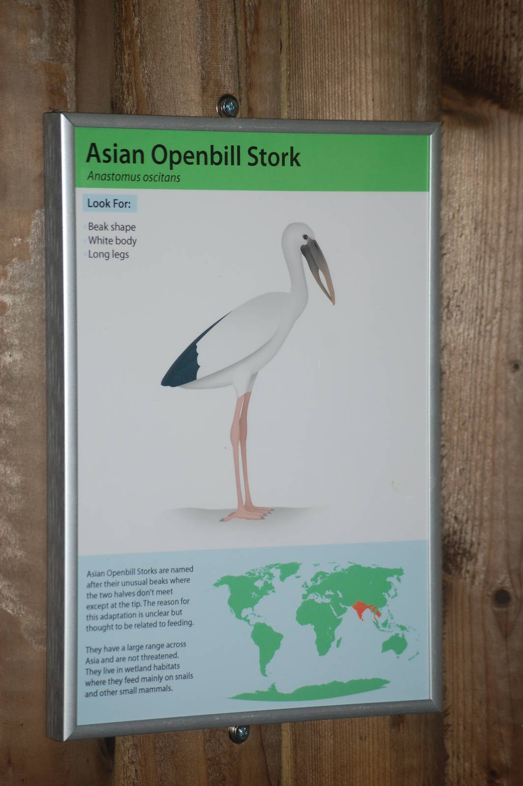 New Asian Openbill Sign