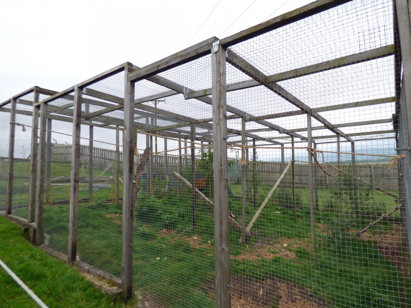 New Asian Palm Civet Enclosure in new the Lion extension