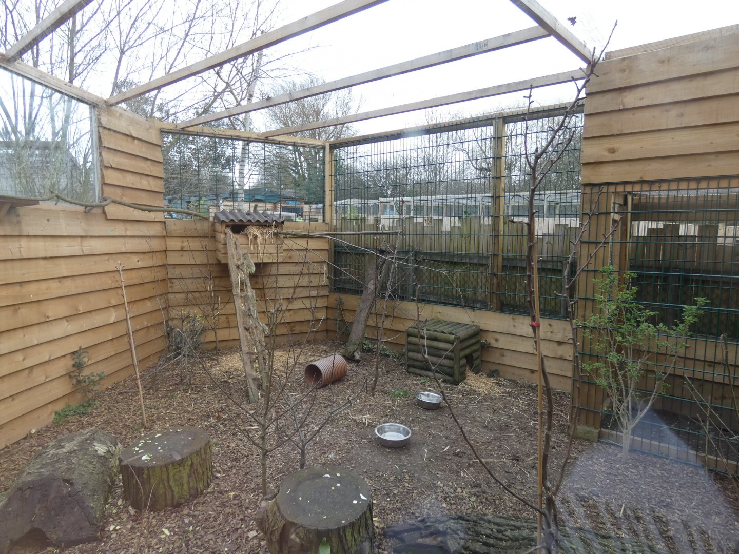 New Asian Palm Civet exhibit