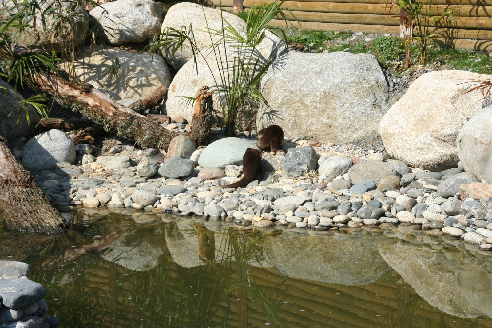 new asian short-clawed otter exhibit