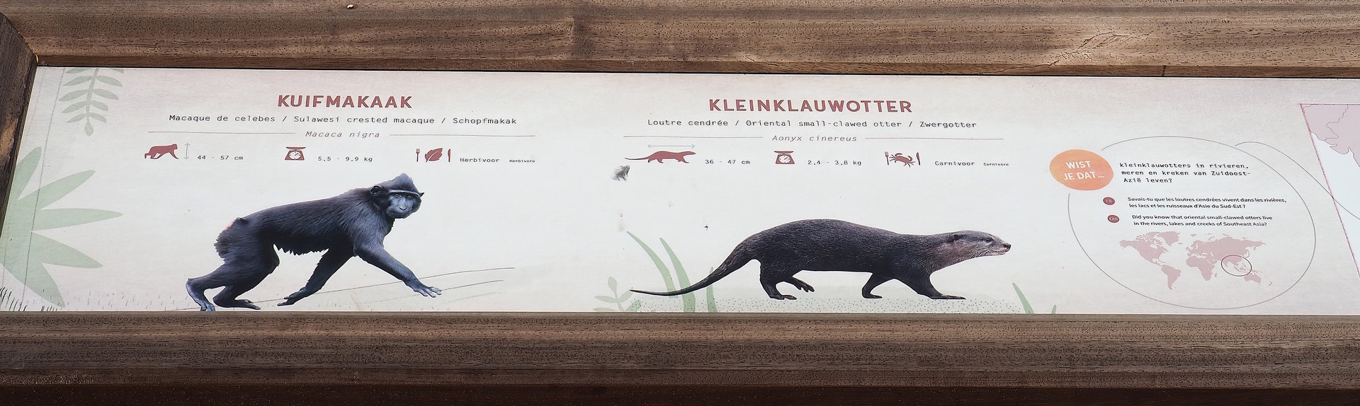 New Asian small-clawed otter and Sulawesi crested macaque signage, 2023-07-26