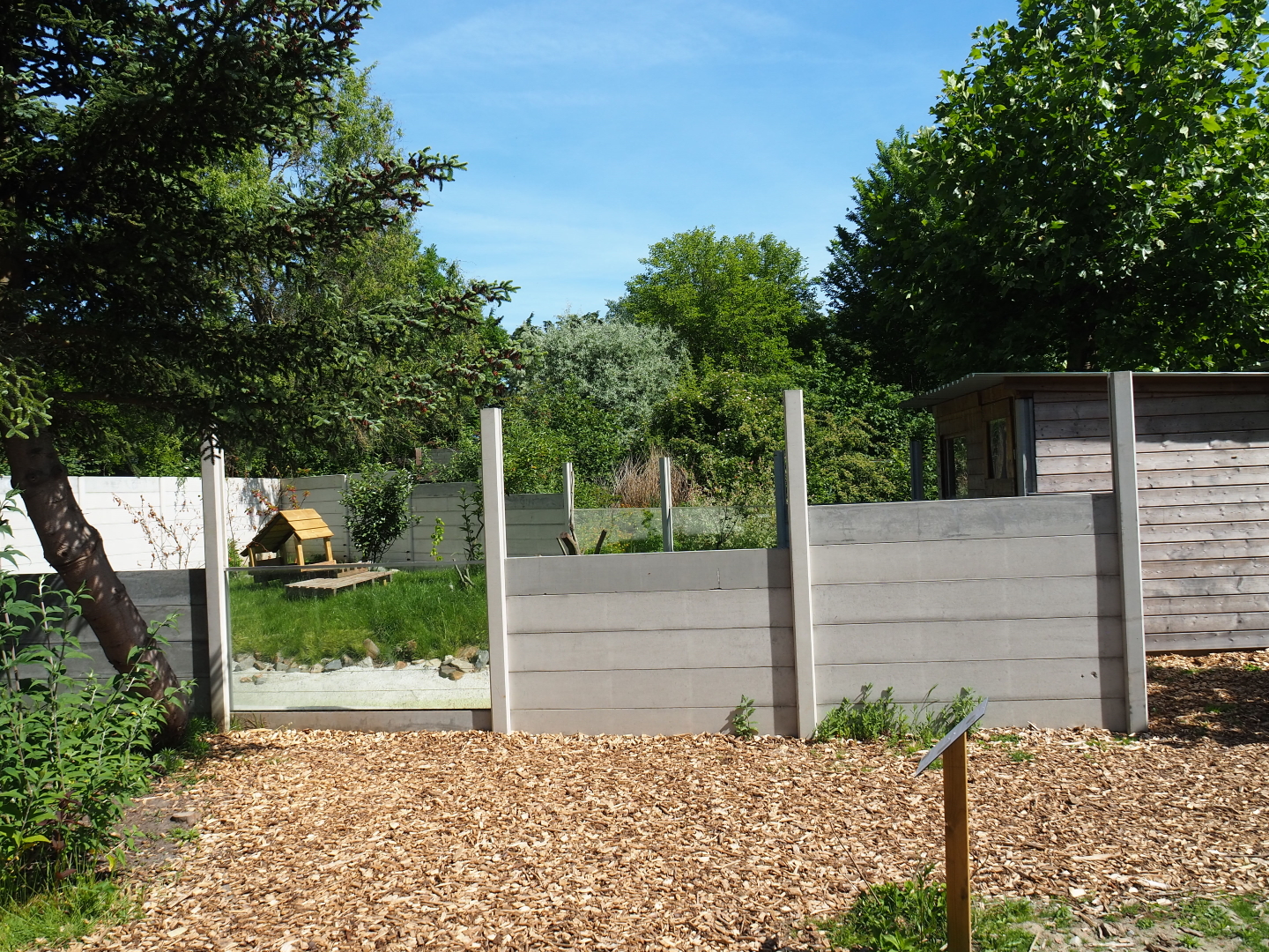 New Asian small-clawed otter exhibit, 2019-06-01