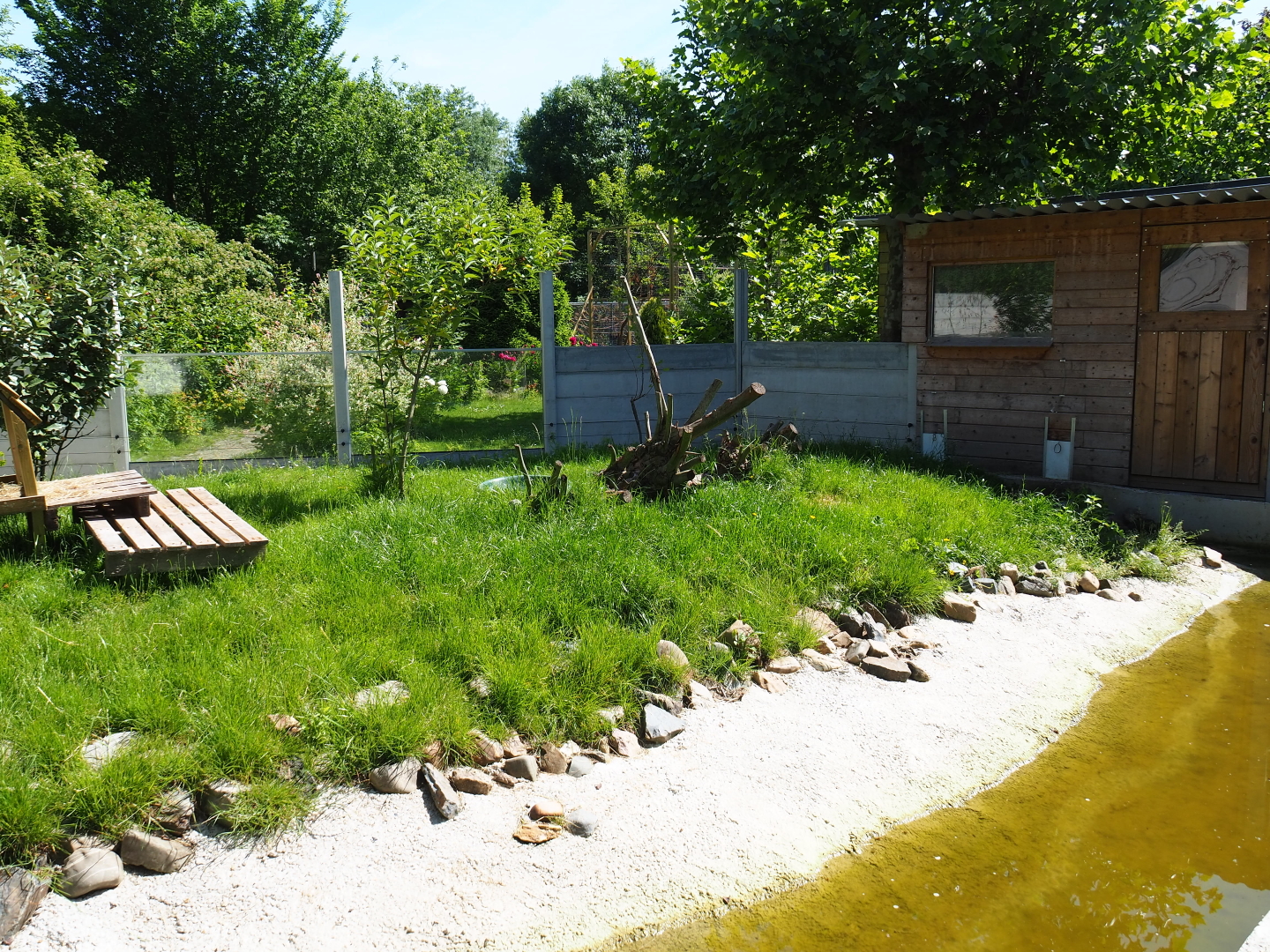 New Asian small-clawed otter exhibit, 2019-06-01