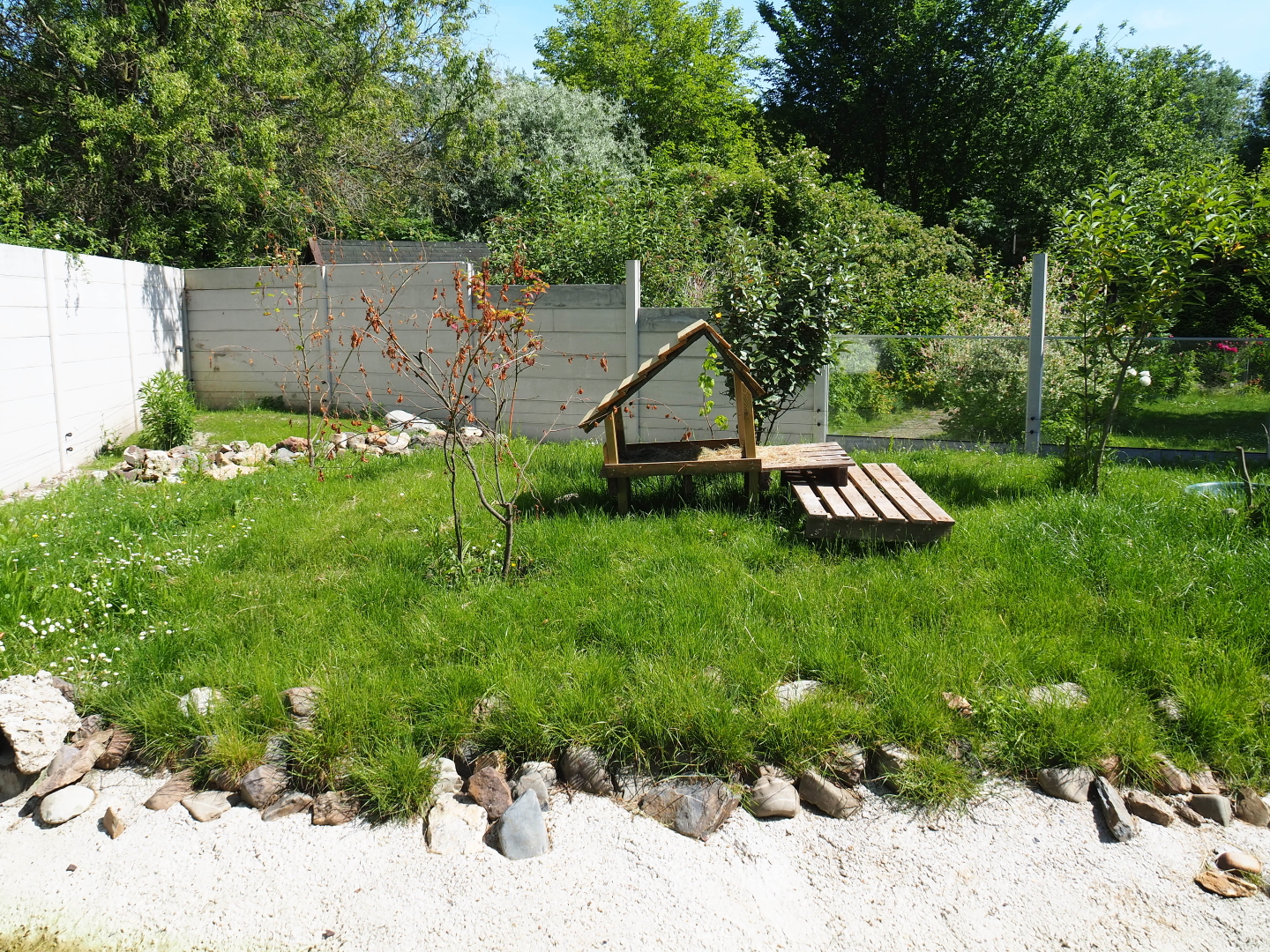 New Asian small-clawed otter exhibit, 2019-06-01