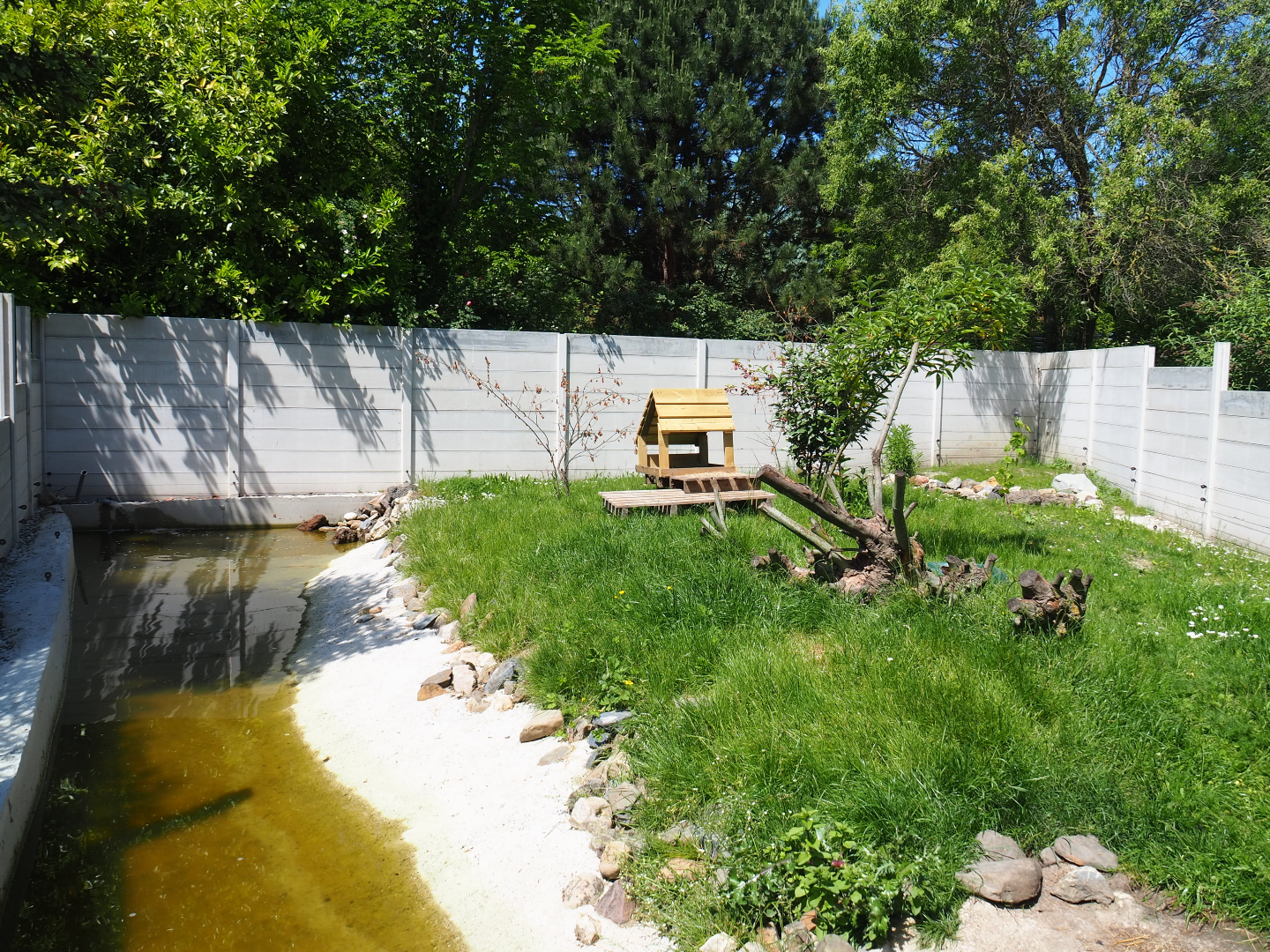 New Asian small-clawed otter exhibit, 2019-06-01