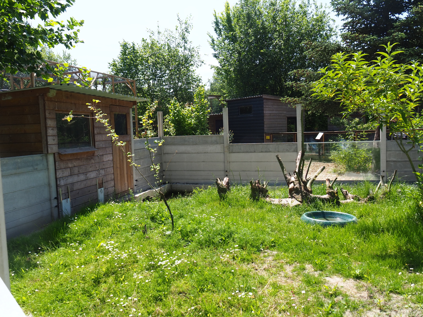 New Asian small-clawed otter exhibit, 2019-06-01