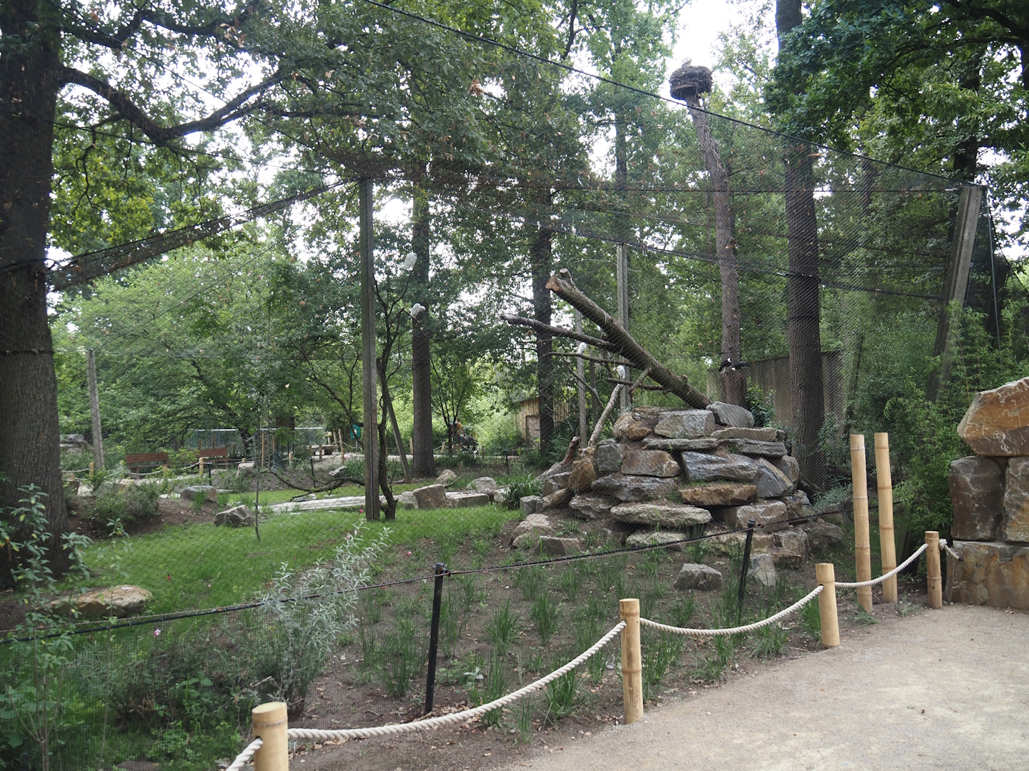 New Asian woolly-necked stork aviary, 2025-07-12
