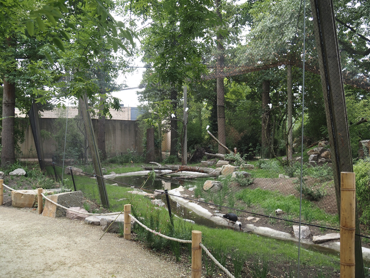 New Asian woolly-necked stork aviary, 2025-07-12