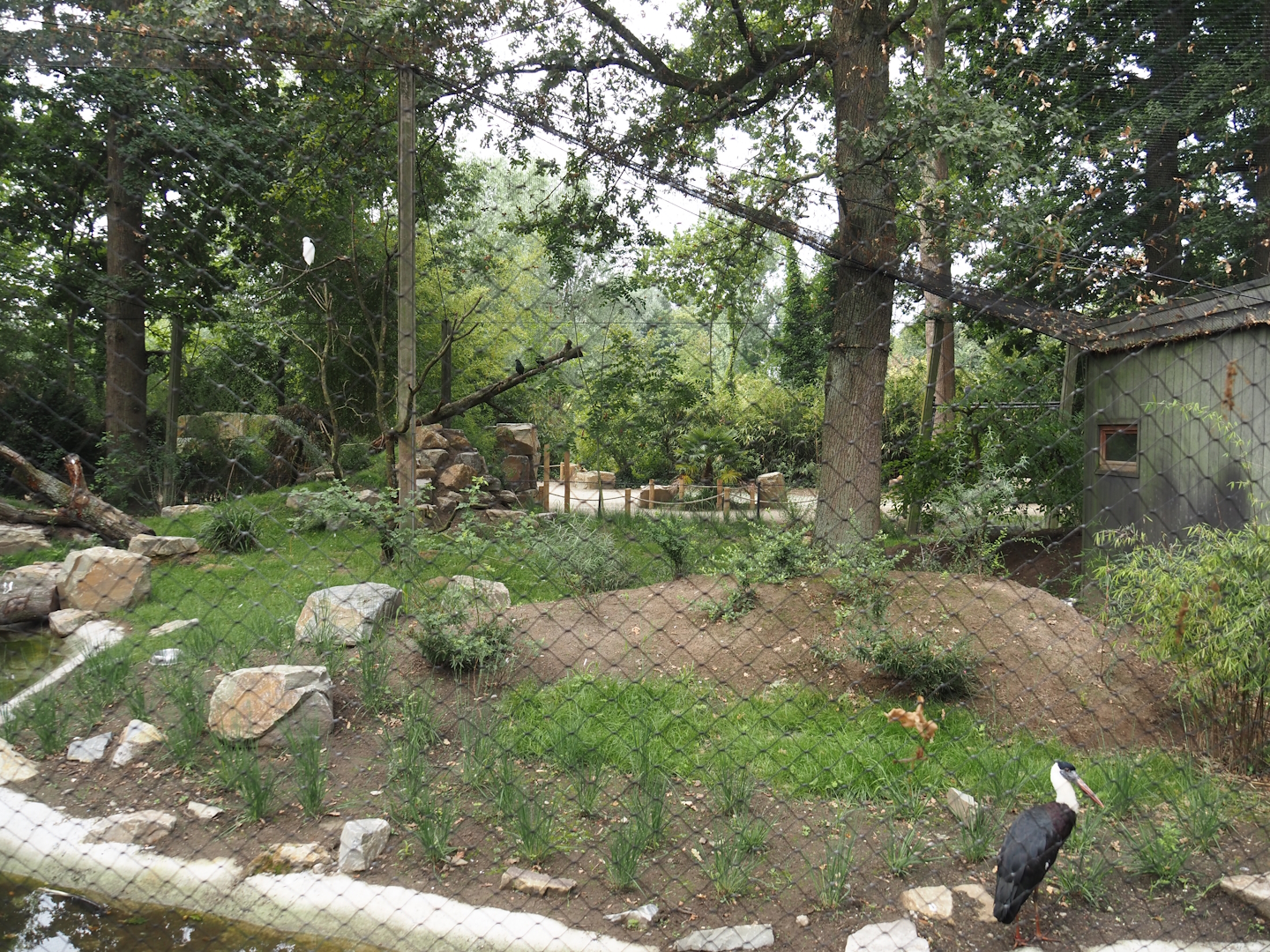 New Asian woolly-necked stork aviary, 2025-07-12