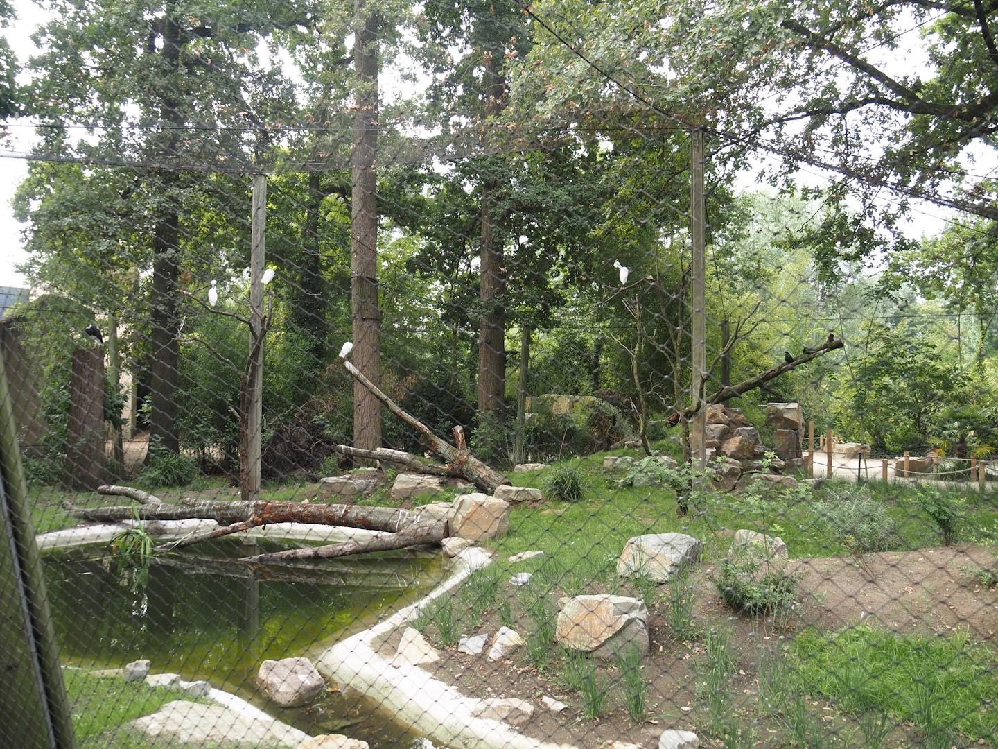 New Asian woolly-necked stork aviary, 2025-07-12