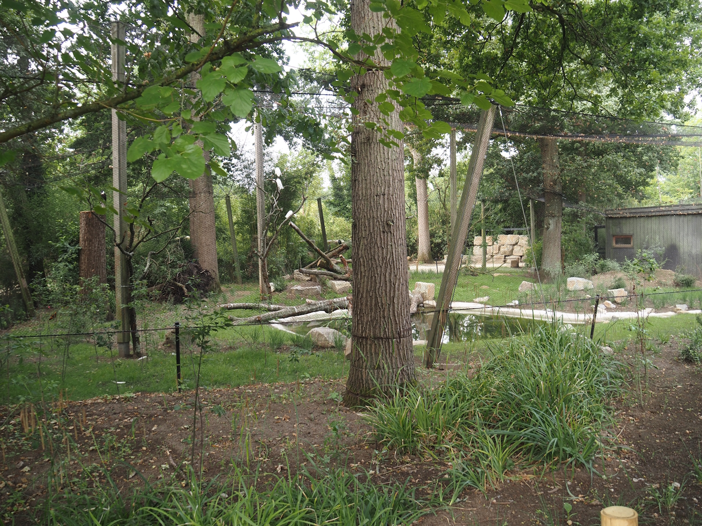 New Asian woolly-necked stork aviary, 2025-07-12