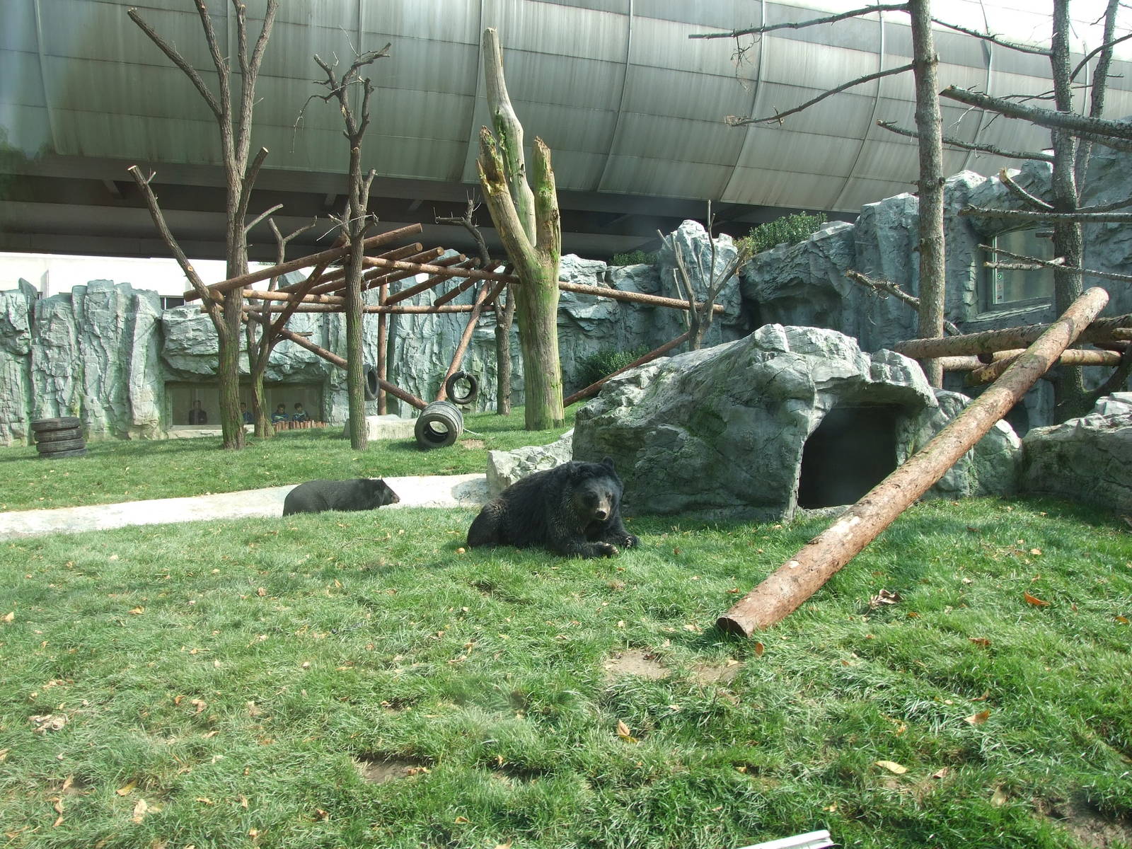 New Asiatic black bear exhibit