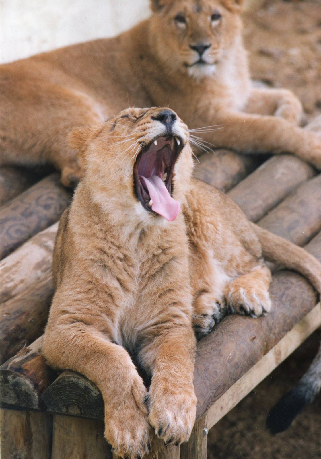 New Asiatic lionesses 1994