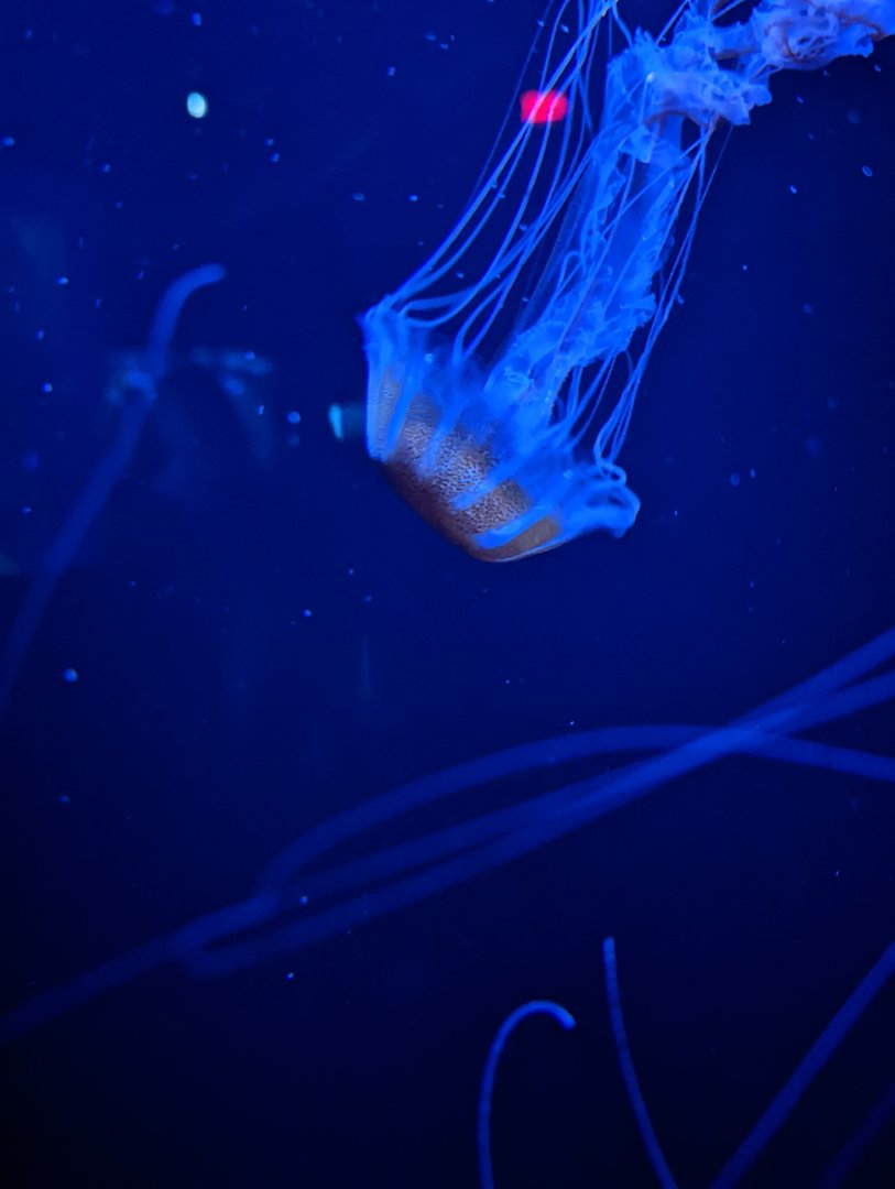 NEW Atlantic Bay Nettle