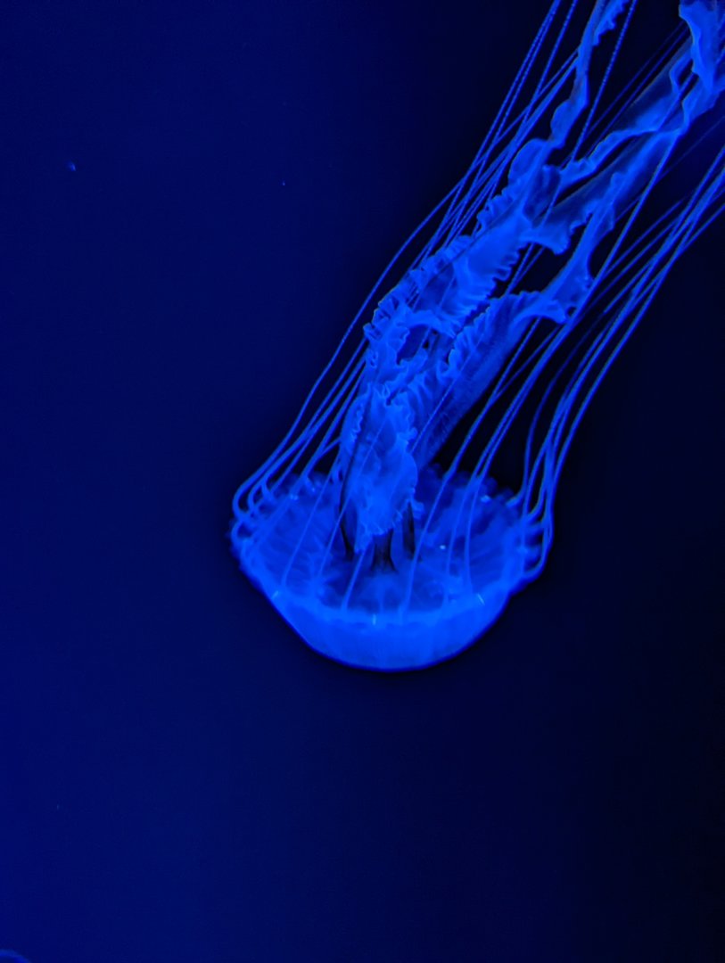 NEW Atlantic Bay Nettle