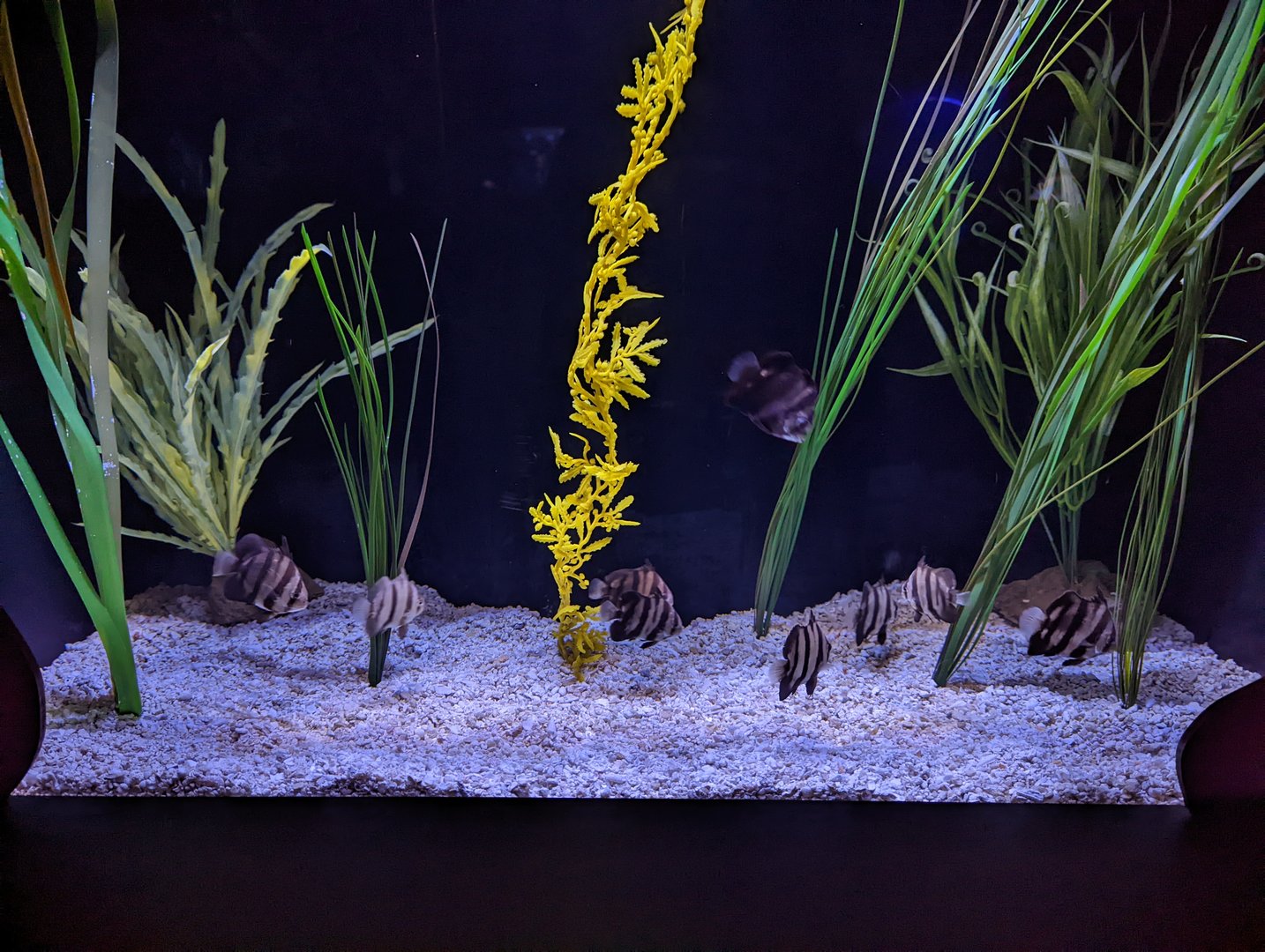 NEW Atlantic Spadefish exhibit