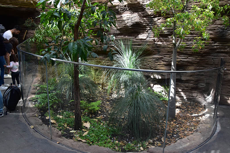 New Australia building : enclosure for Northern blue-tongued skink (Tiliqua scincoides intermedia)