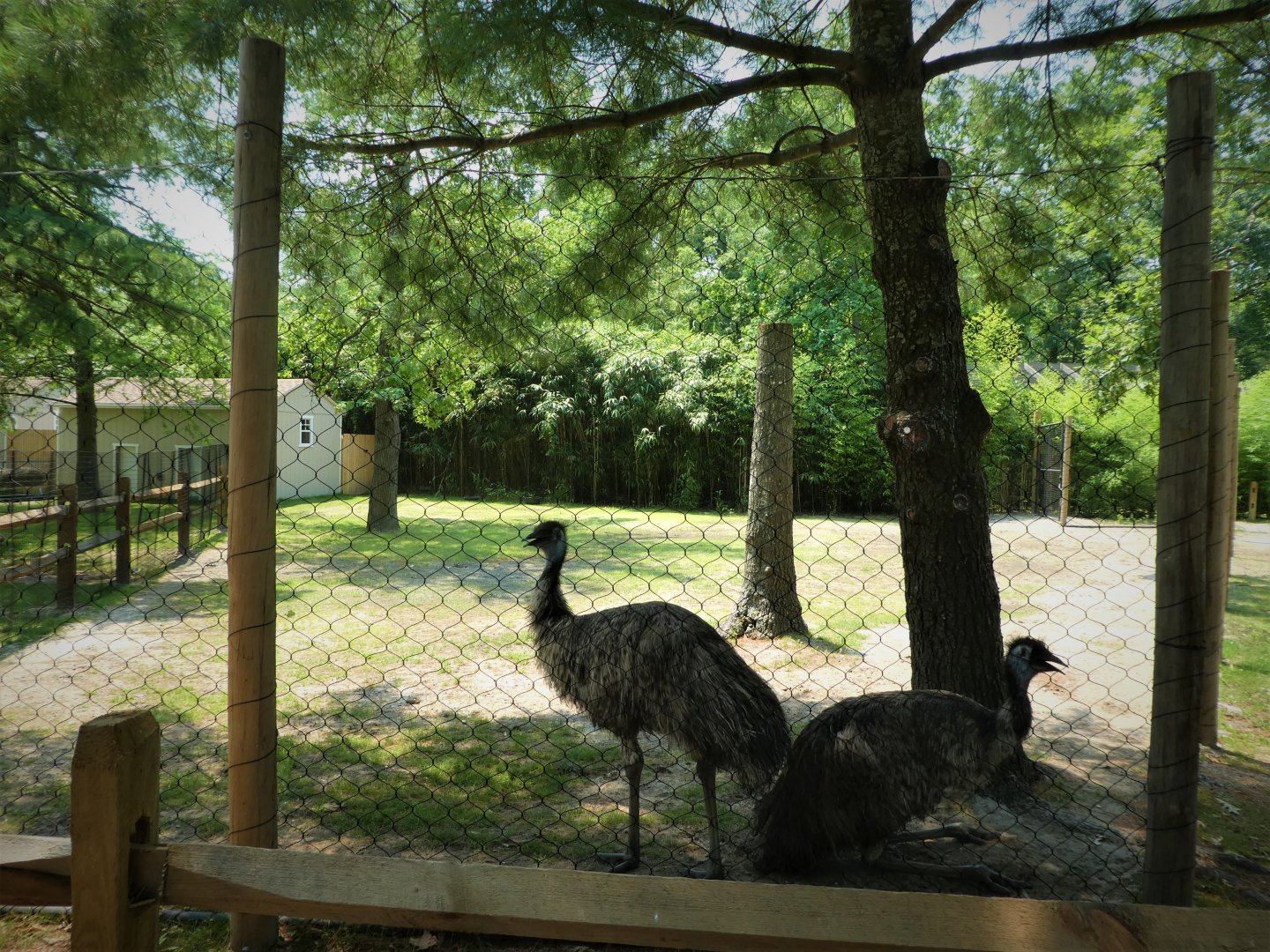 NEW - Australia - Emu Exhibit