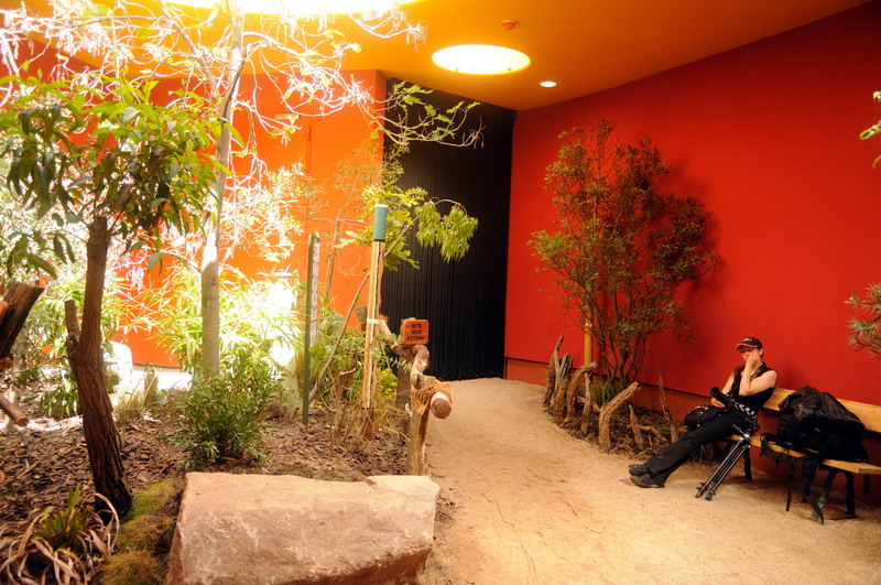 New australia-house at Hamburg