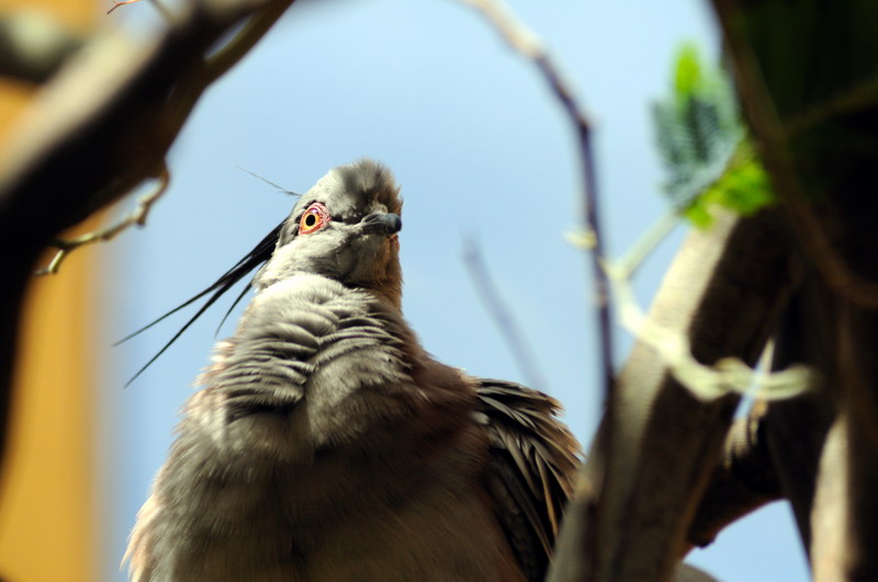 New australia-house at Hamburg