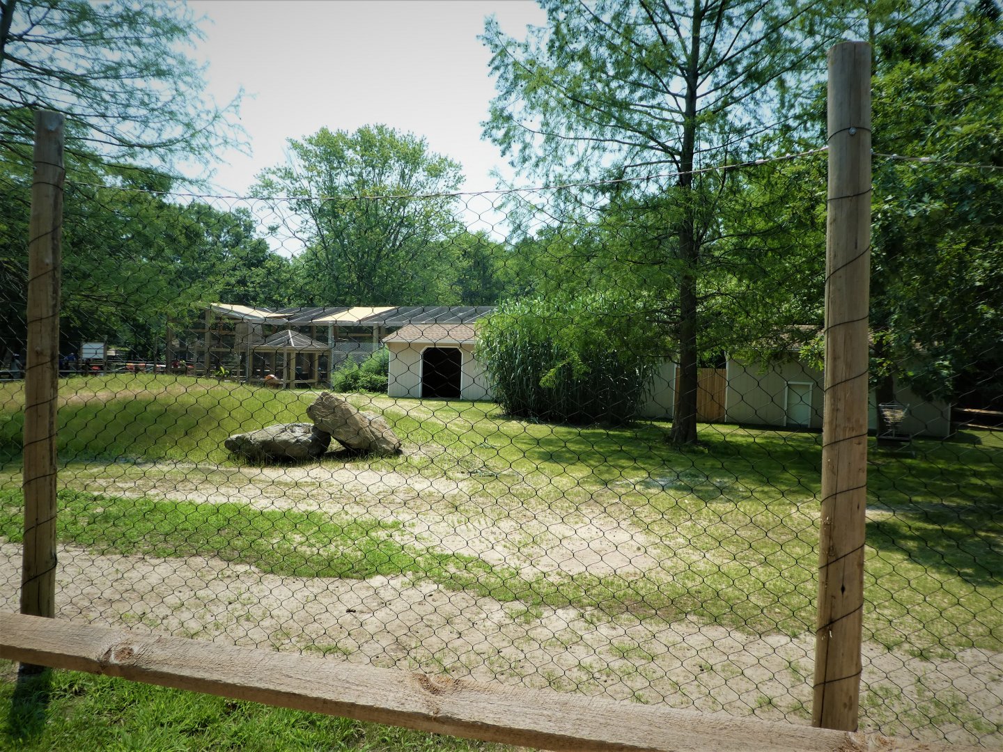 NEW - Australia - Red Kangaroo Exhibit