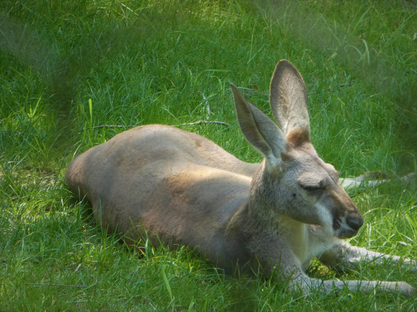 NEW - Australia - Red Kangaroo