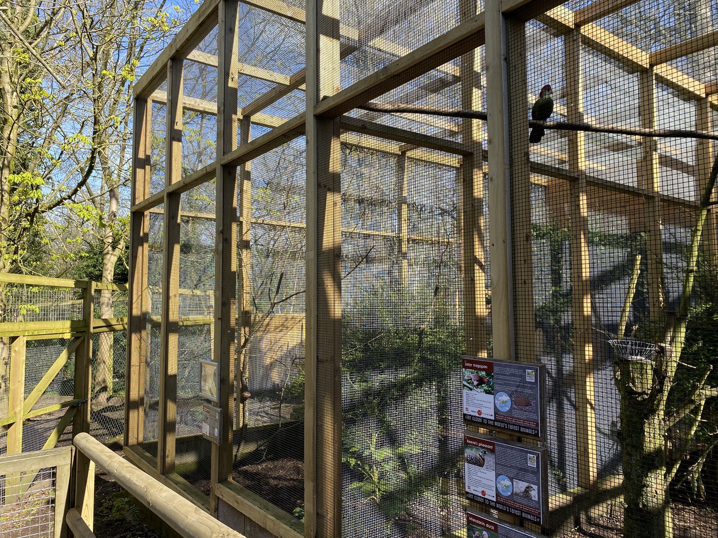 New aviary - Dudley