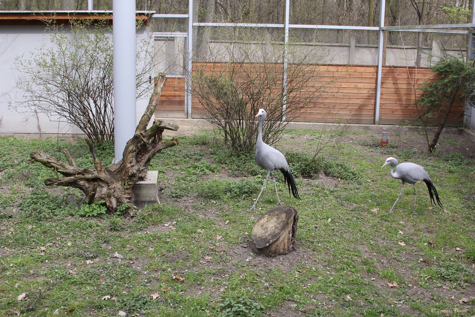 New aviary for Blue Cranes (Anthropoides paradisea)