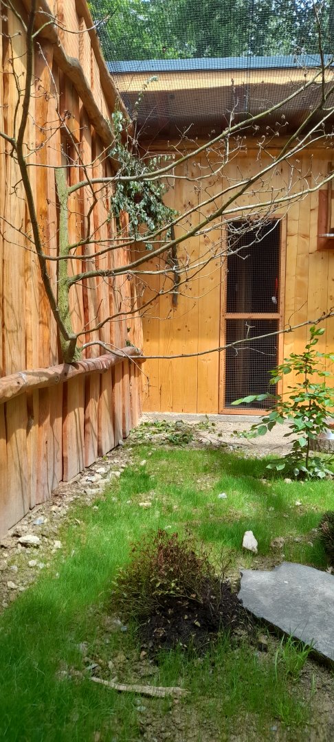 New aviary for red-billed blue magpies and Mrs. Hume's pheasant