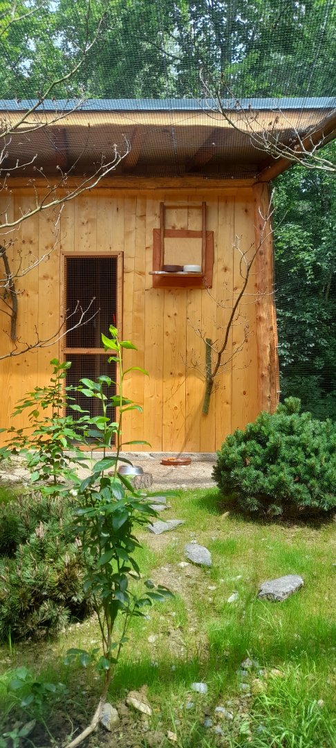 New aviary for red-billed blue magpies and Mrs. Hume's pheasant