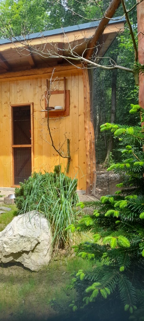 New aviary for red-billed blue magpies and Mrs. Hume's pheasant