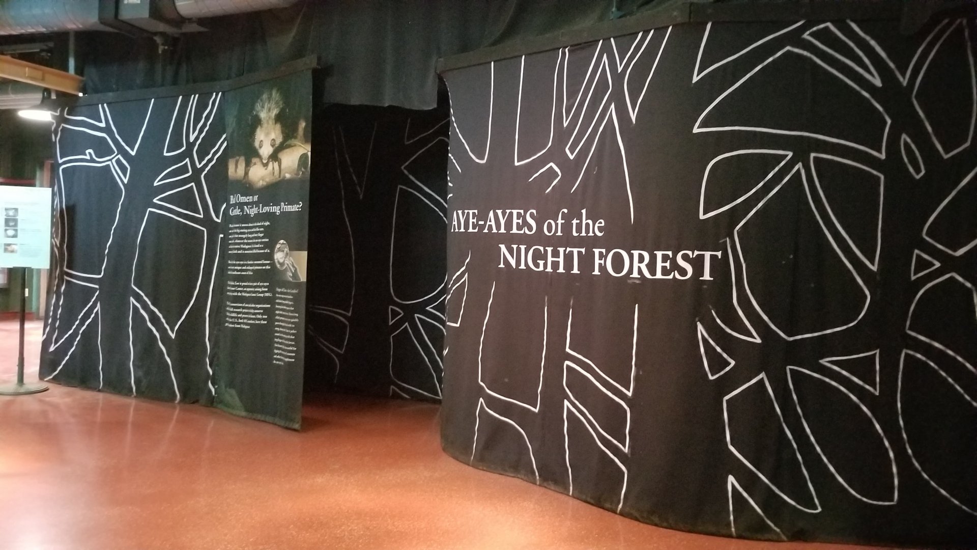 New Aye-Aye exhibit