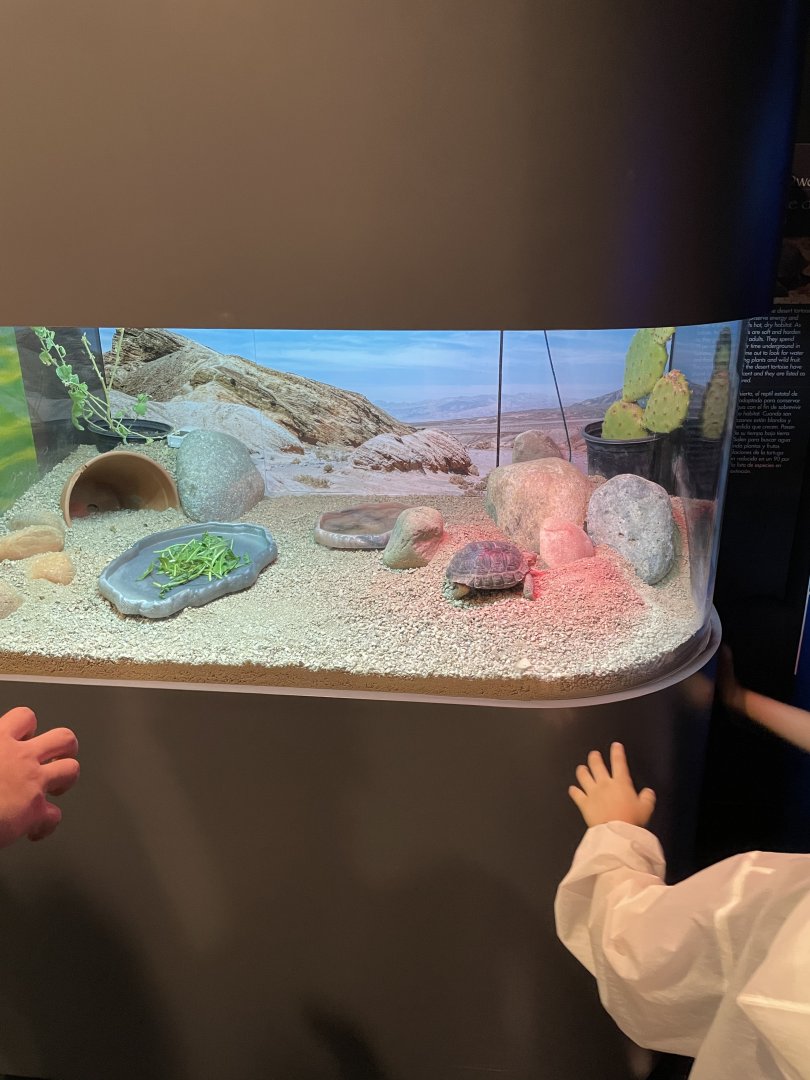 New BABIES exhibit; California Desert Tortoise terrarium