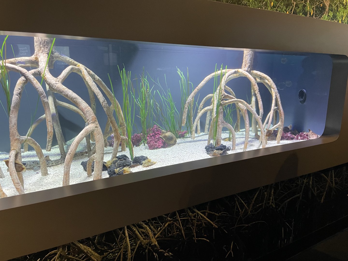 New BABIES exhibit; Shark nursery mangrove tank