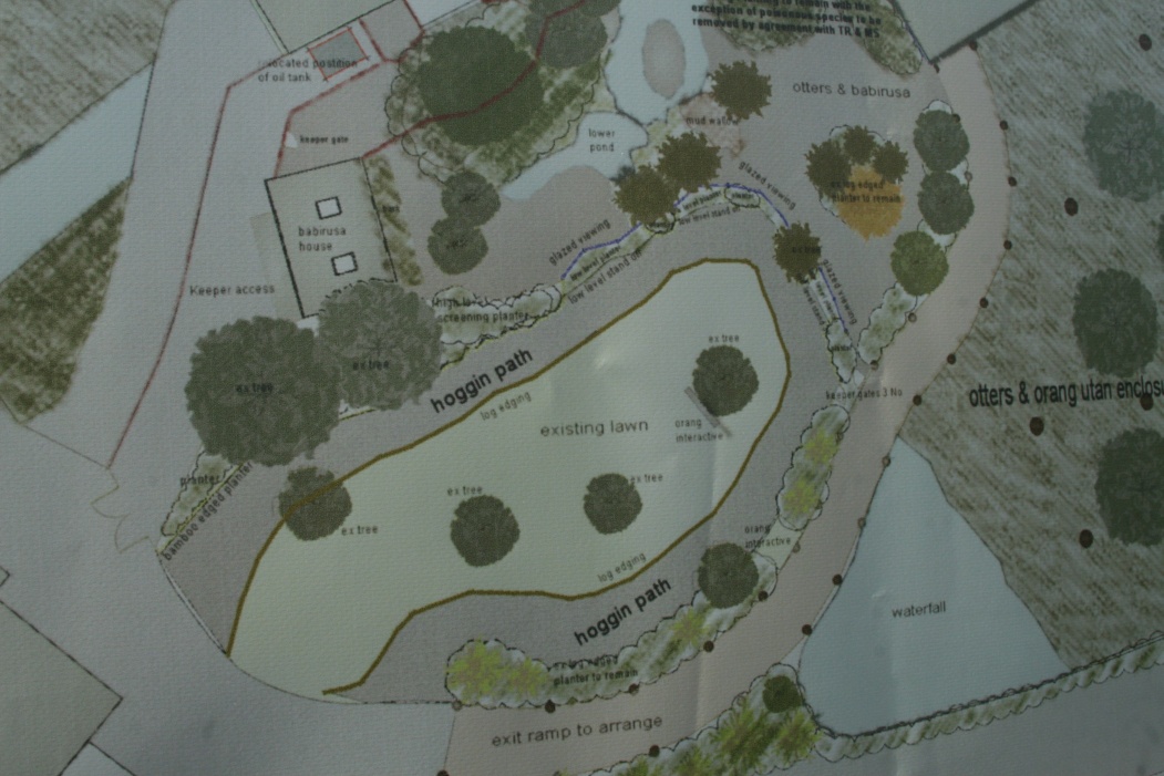 New Babirusa Enclosure - 6