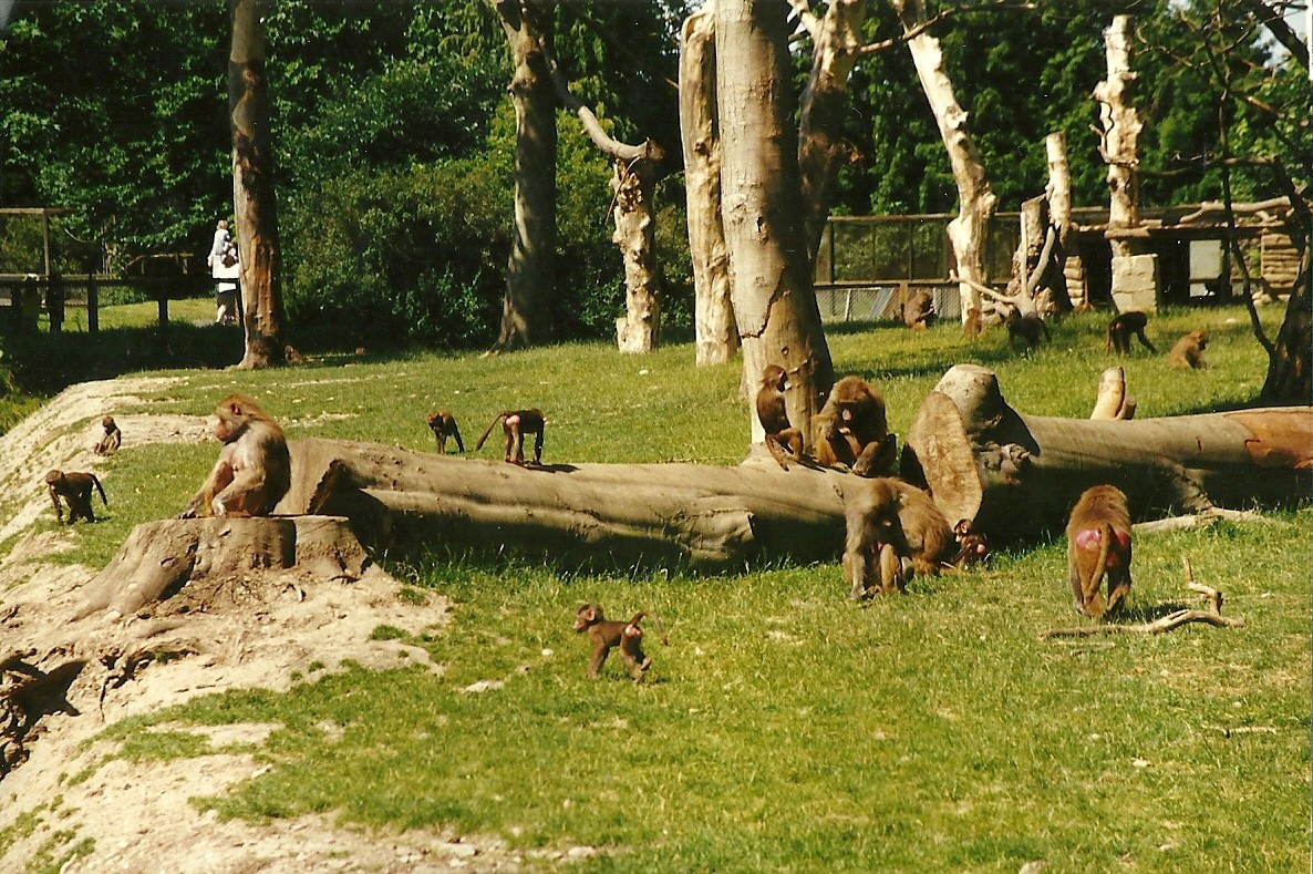 New Baboon Island 19th July 1997