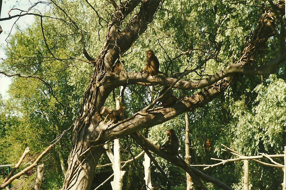 New Baboon Island 19th July 1997