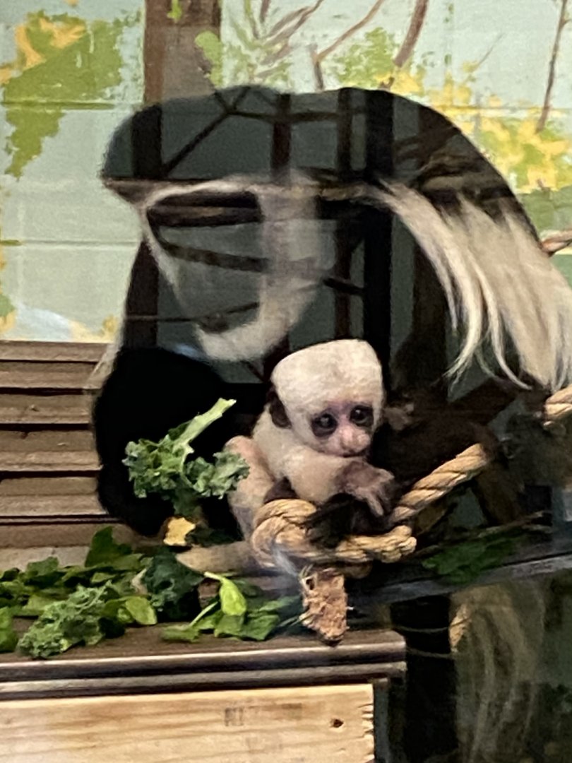 NEW! Baby Black & White Colobus Monkey