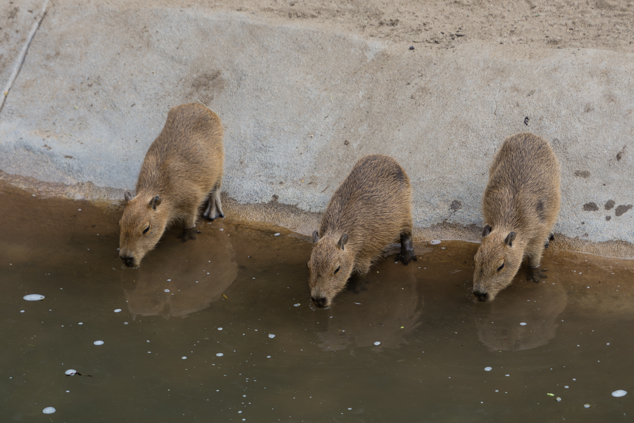 New baby Capybaras