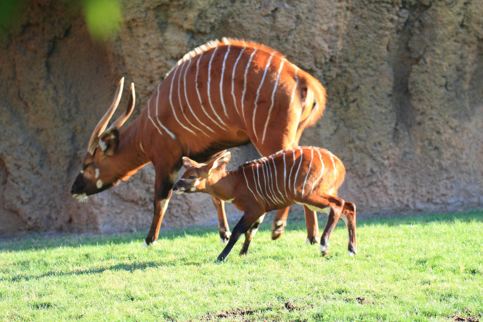 New Baby Eastern Bongo