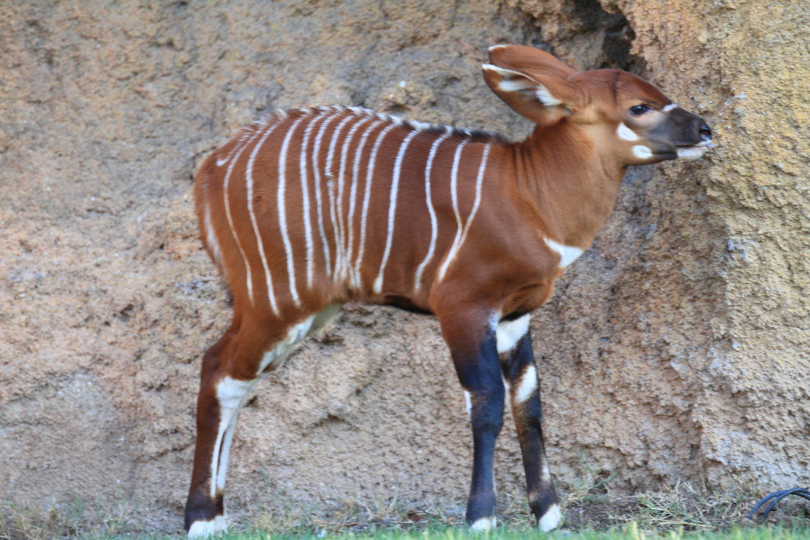New Baby Eastern Bongo