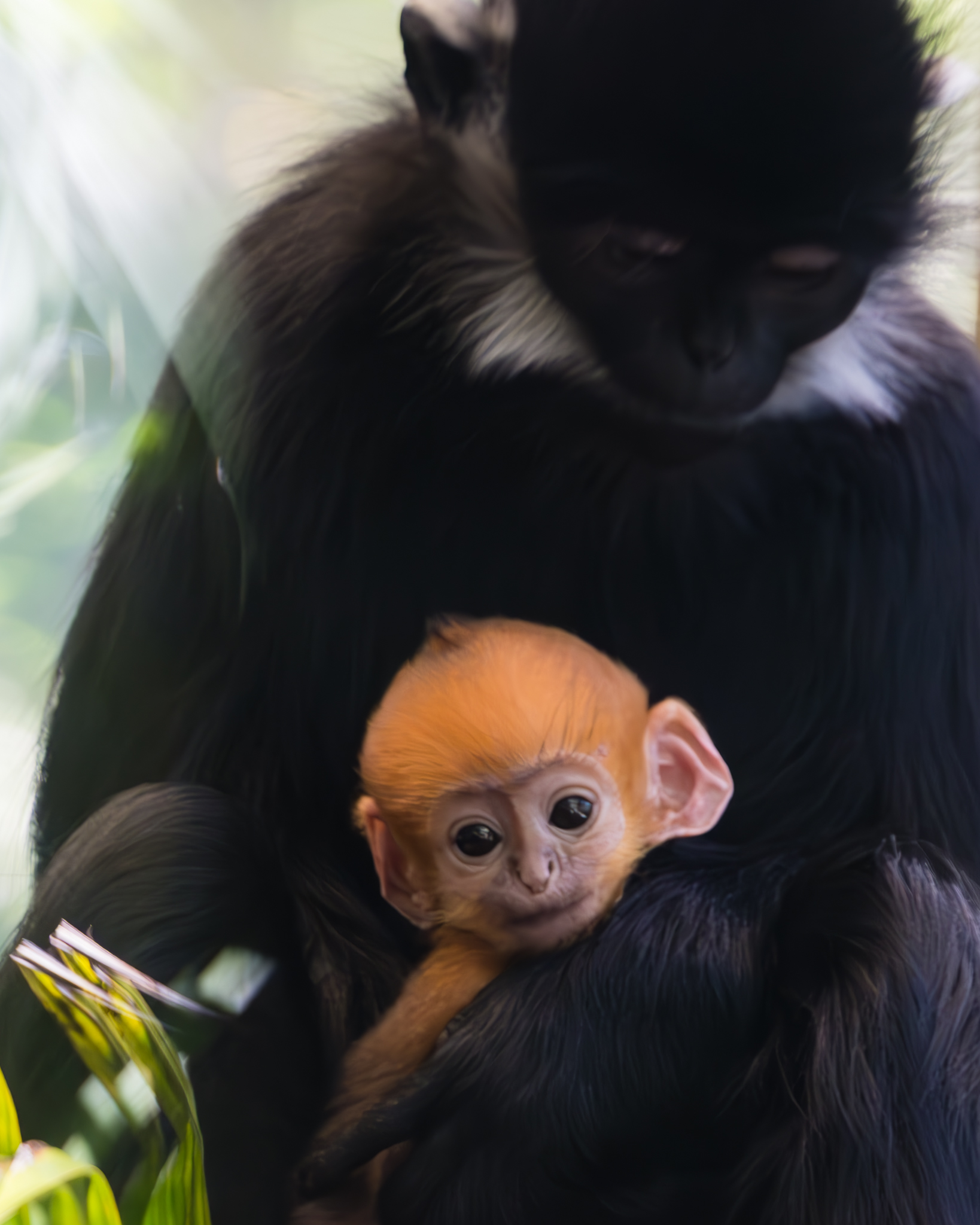 New baby  Francois languar