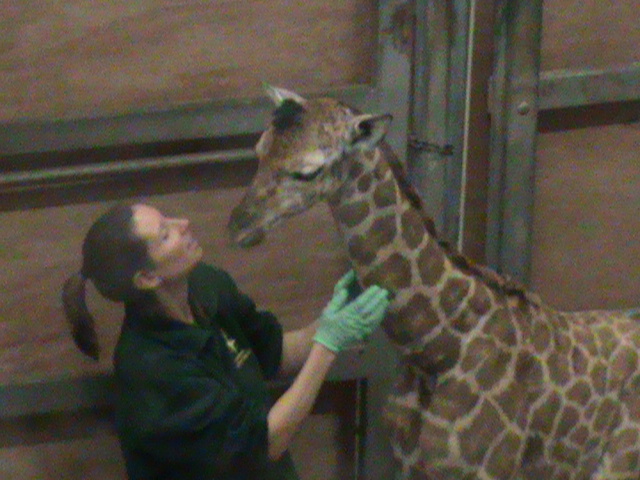 new baby giraffe 200212