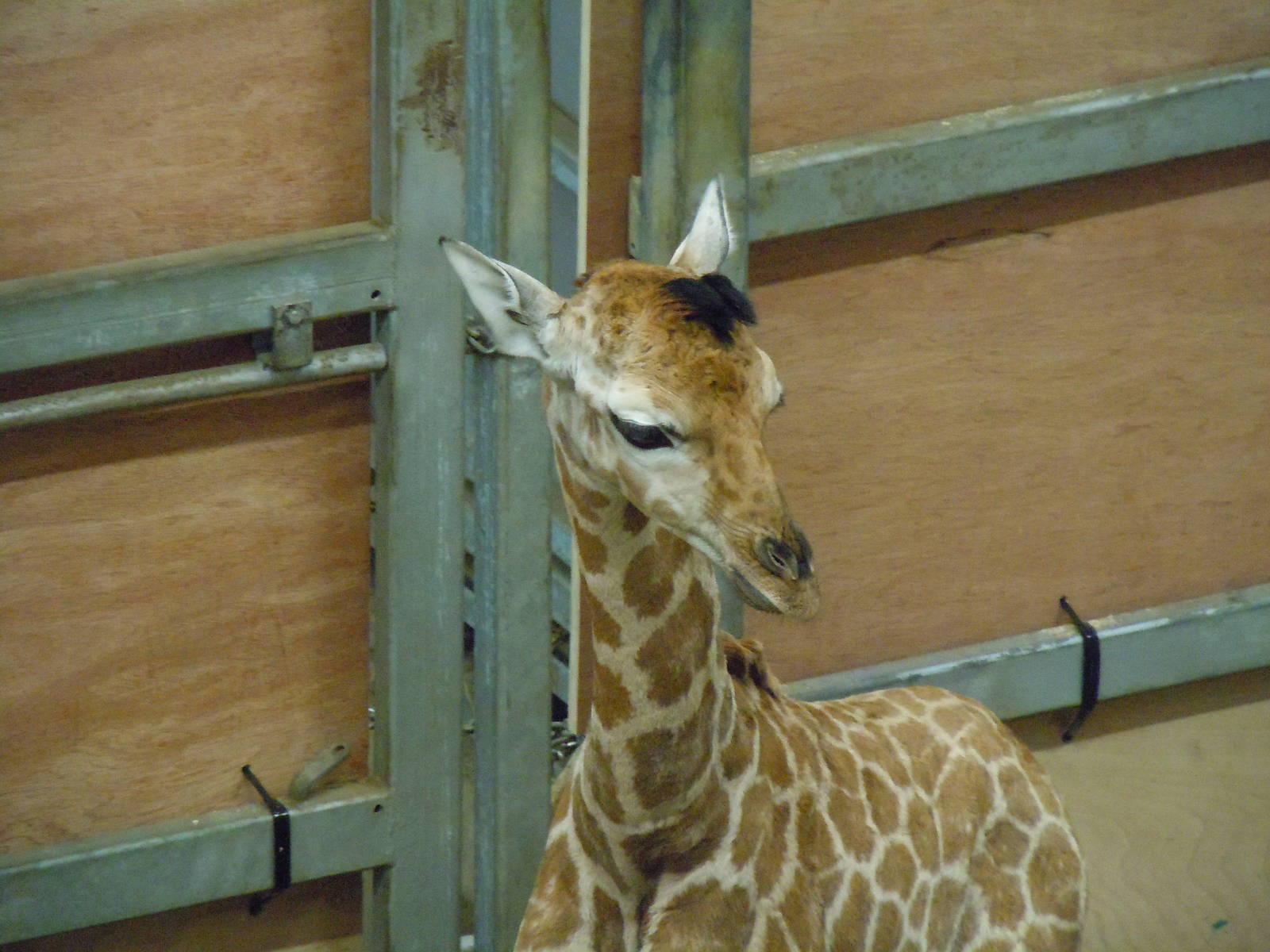 new baby giraffe