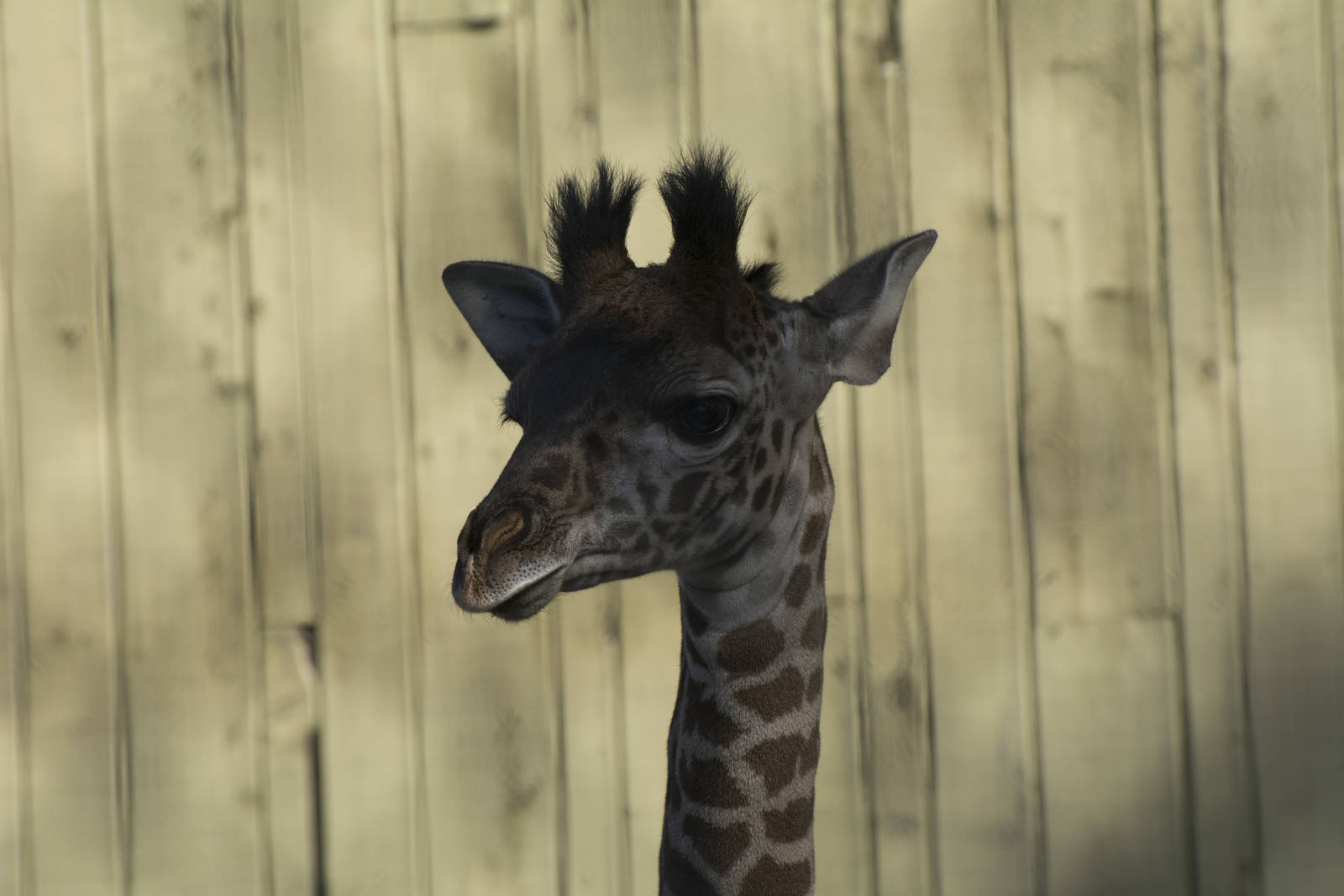 New Baby Giraffe