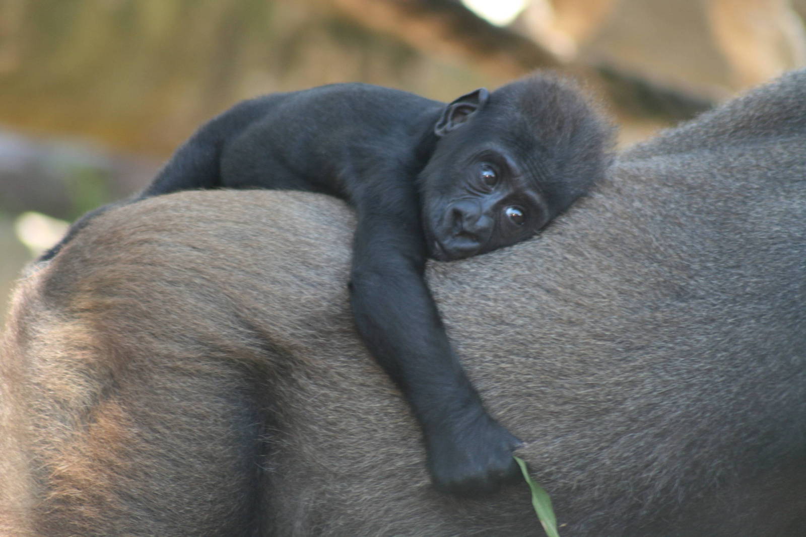 new baby gorilla. taronga 5/3/2008