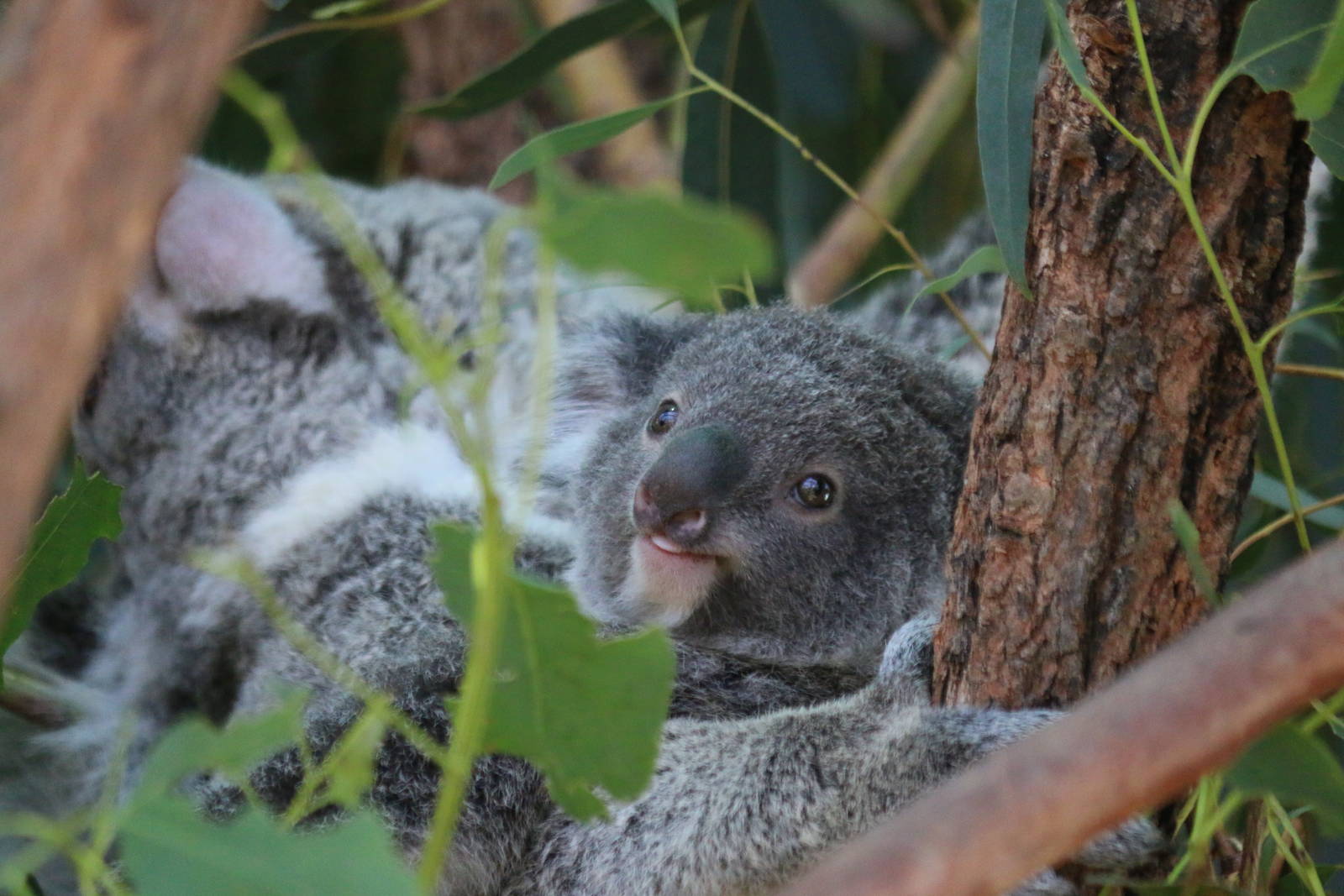 New baby Koala