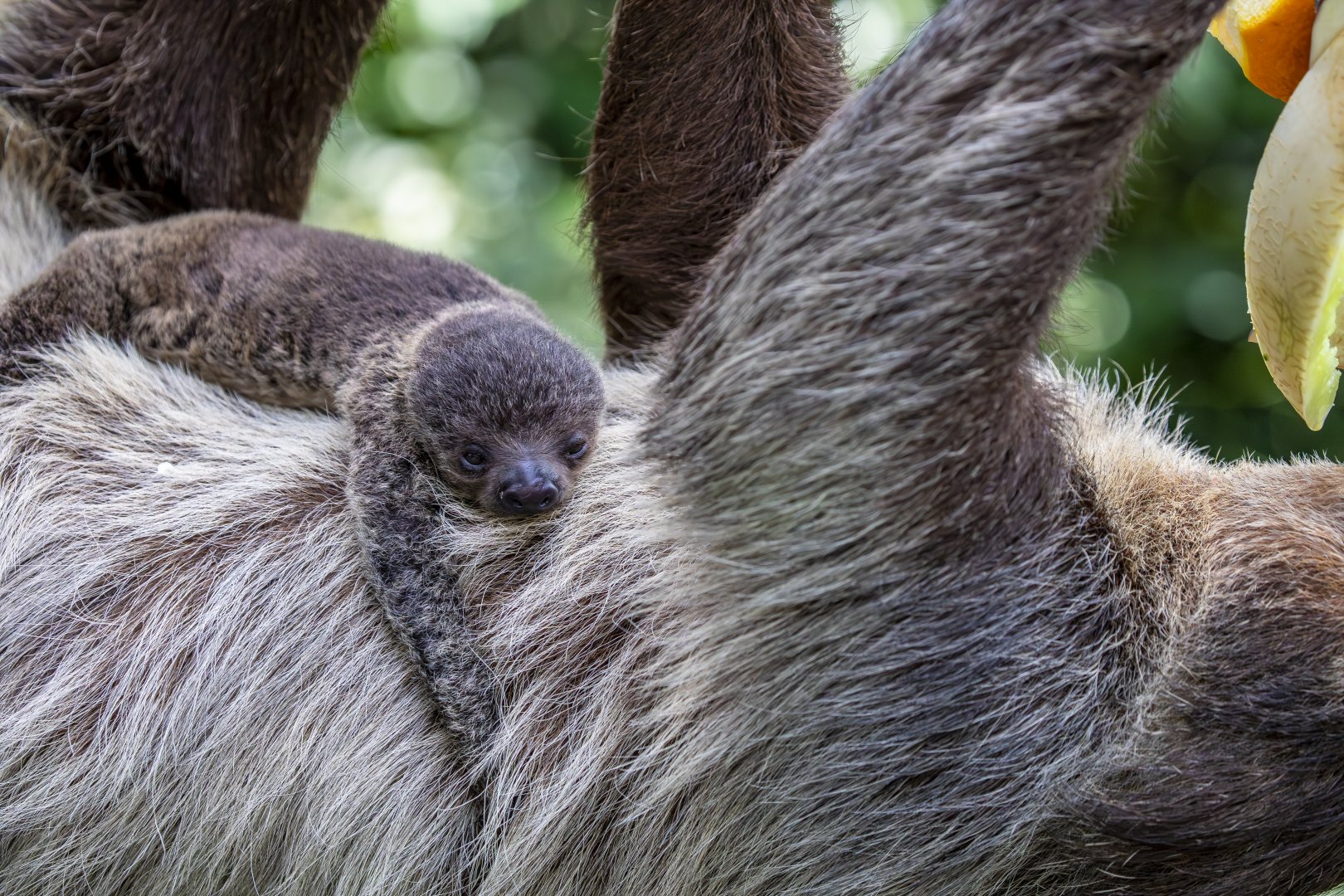 New baby Linne's Two-toed Sloth (Choloepus didactylus)