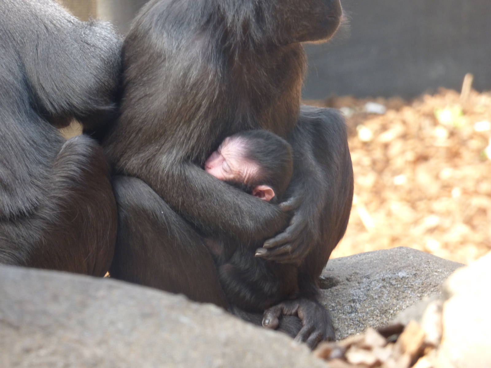 New Baby Macaque