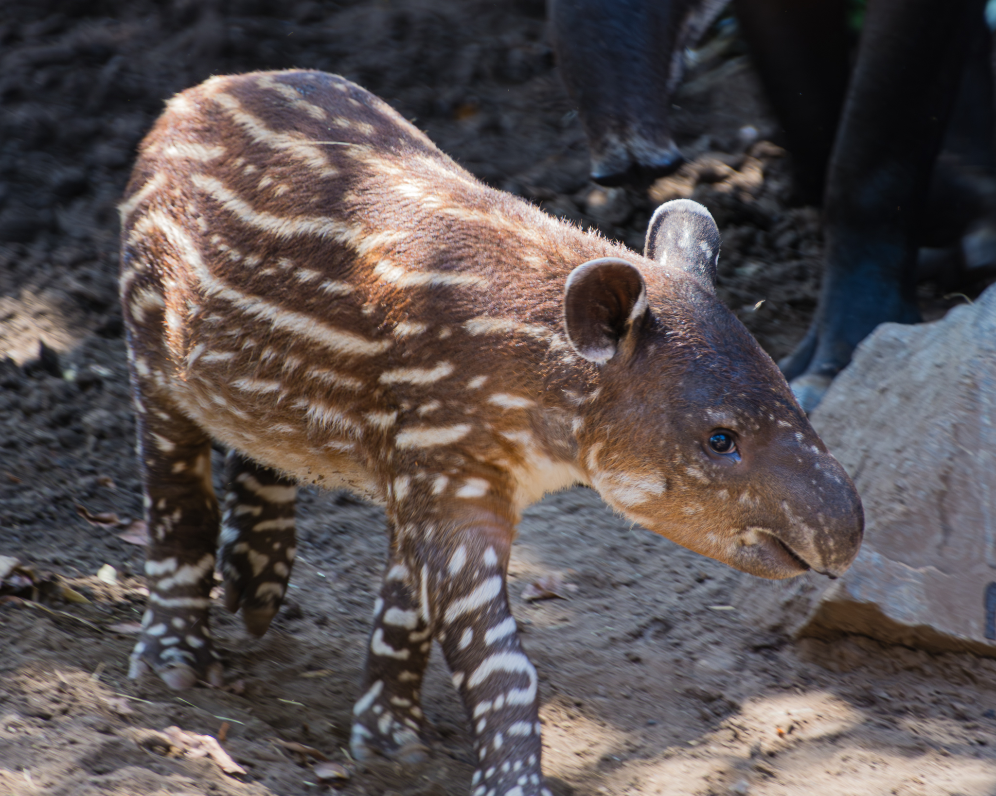 New baby Tapir